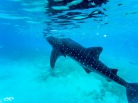 Whale shark, Oslob, Cebu